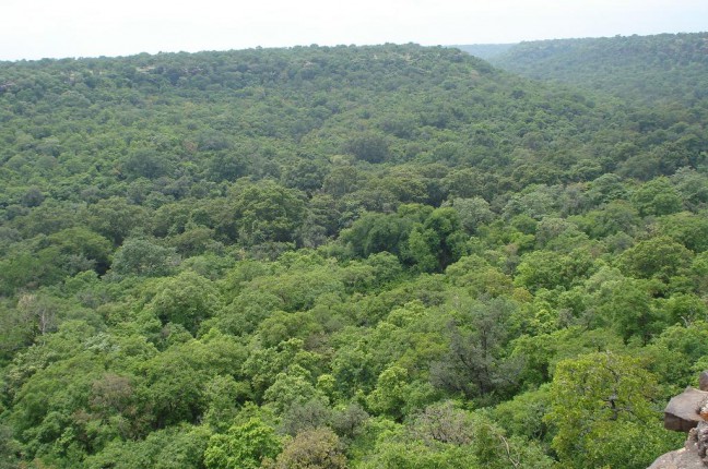 Dzalanyama forest