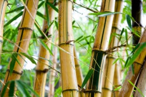 Bamboo