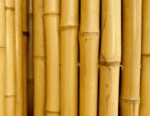 bamboo