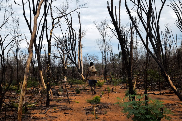 Chief Vindala in Burned Forest