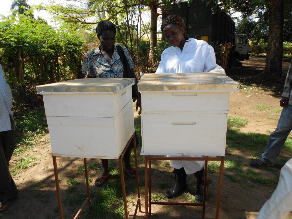Inspecting Bee Hives